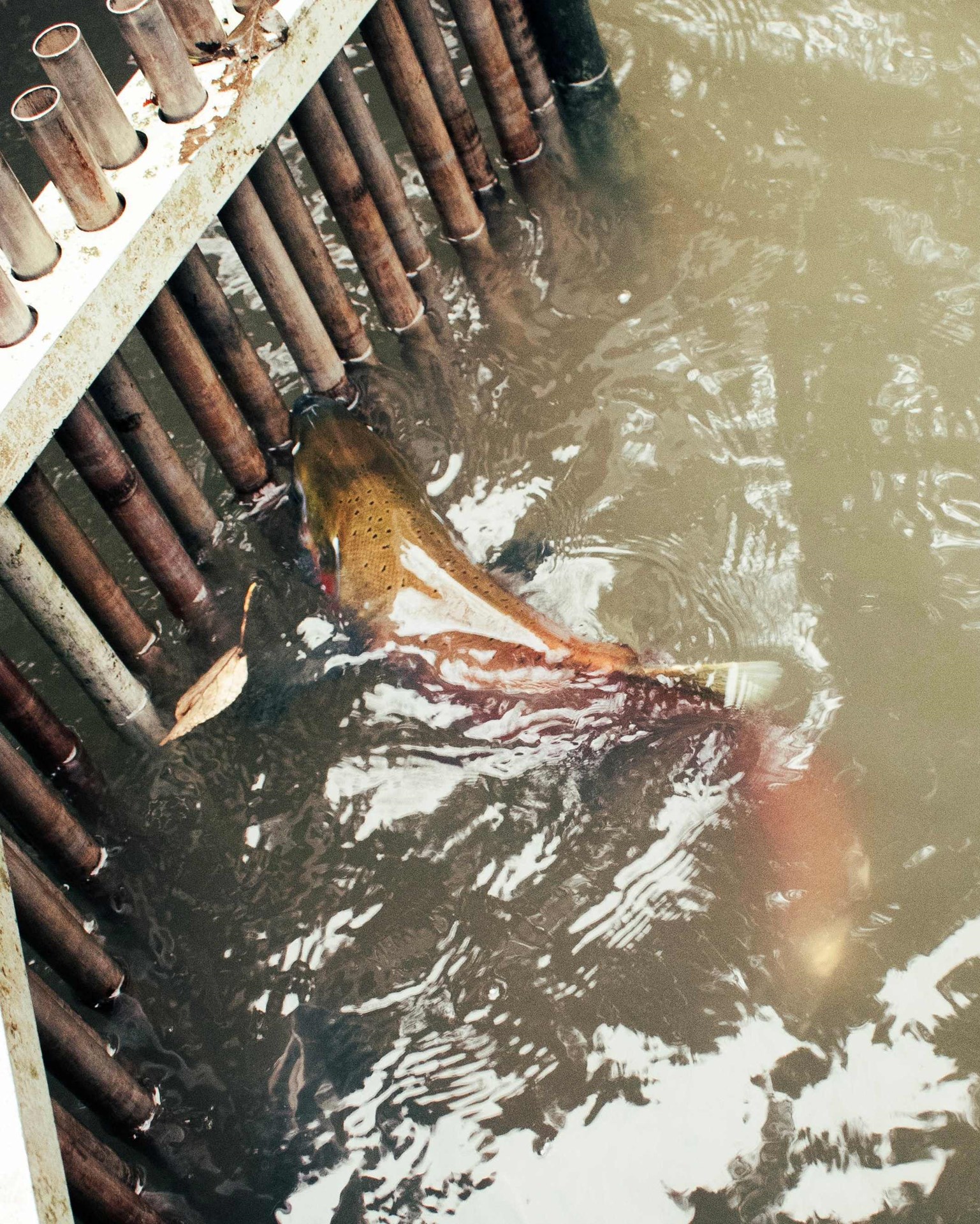 A large salmon swims in murky water, pressing its head against a metal grate with vertical pipes.