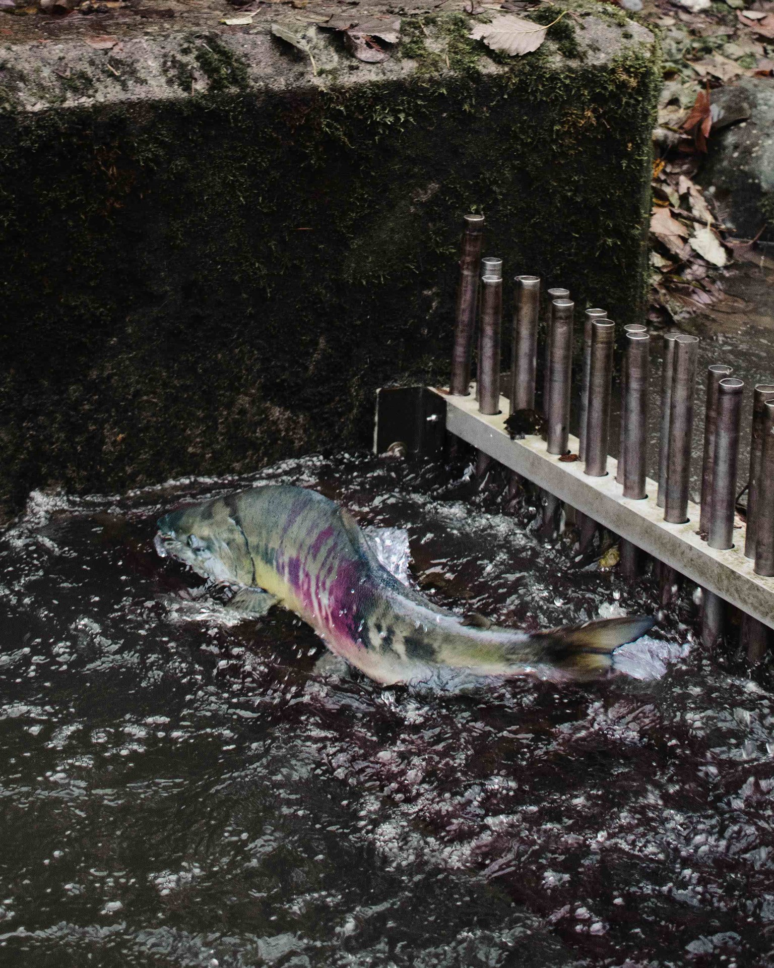 A brightly colored salmon with green, purple, and pink markings struggles against a rushing stream near a concrete wall and metal fish barrier.