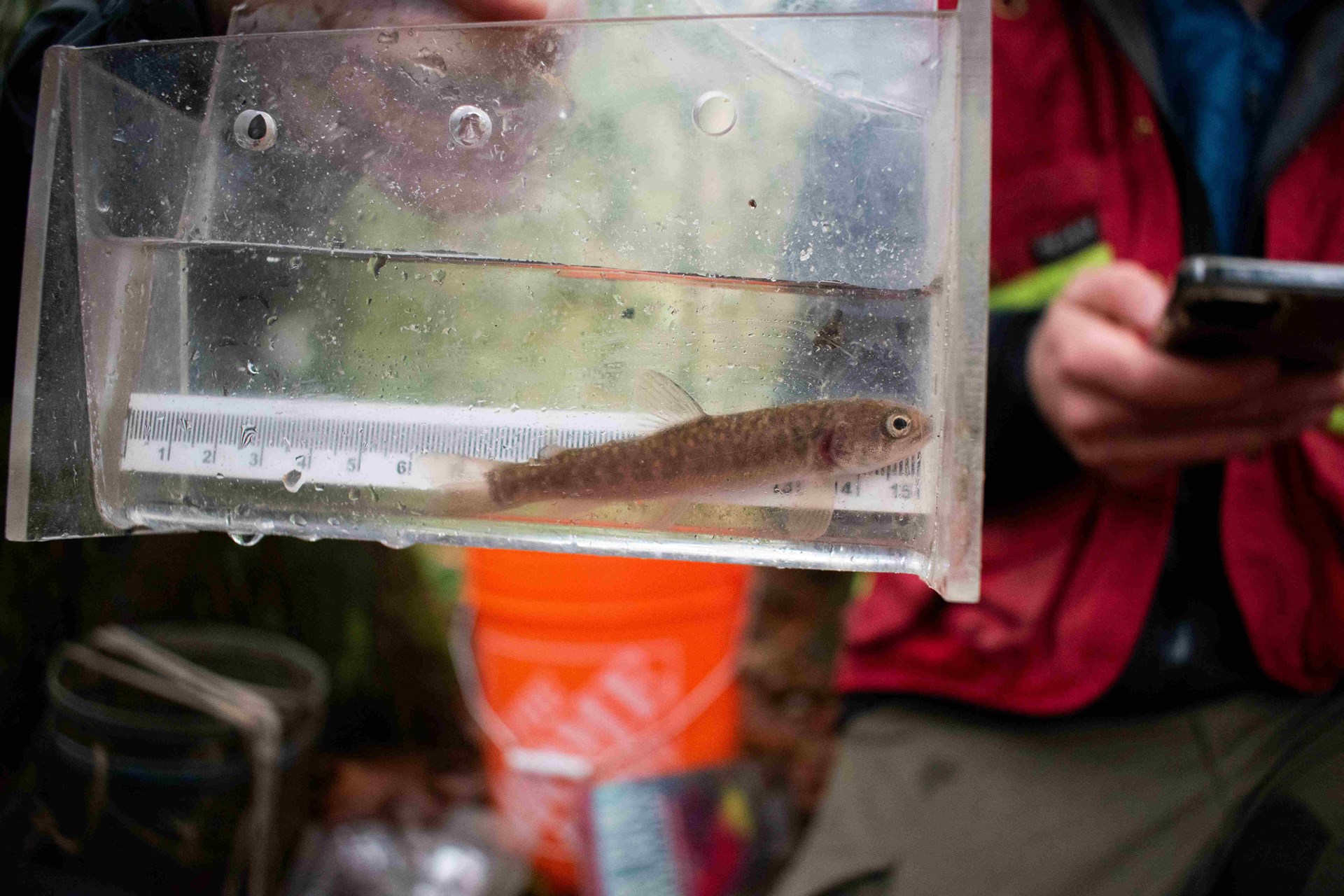A small fish in a transparent rectangular container with a ruler inside for measurement, held outdoors by a person wearing a red jacket.