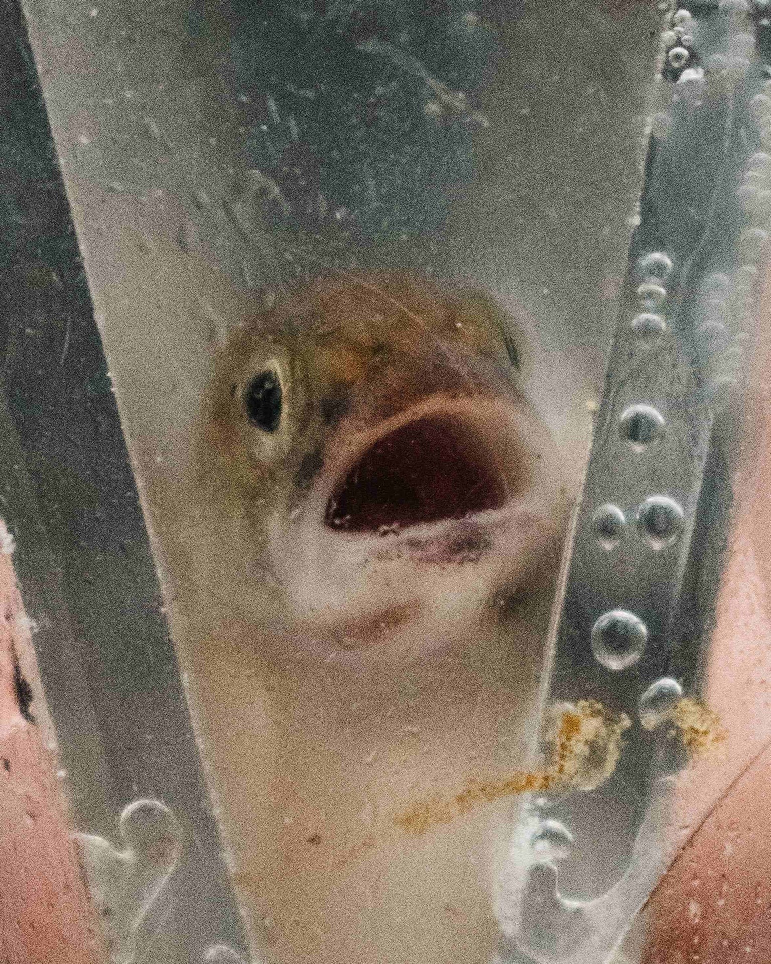 Close-up of a small fish inside a clear container filled with water, with its mouth open and bubbles visible along the container walls.