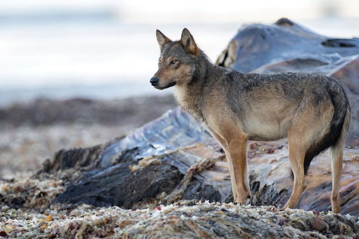 salish sea wolf.jpg