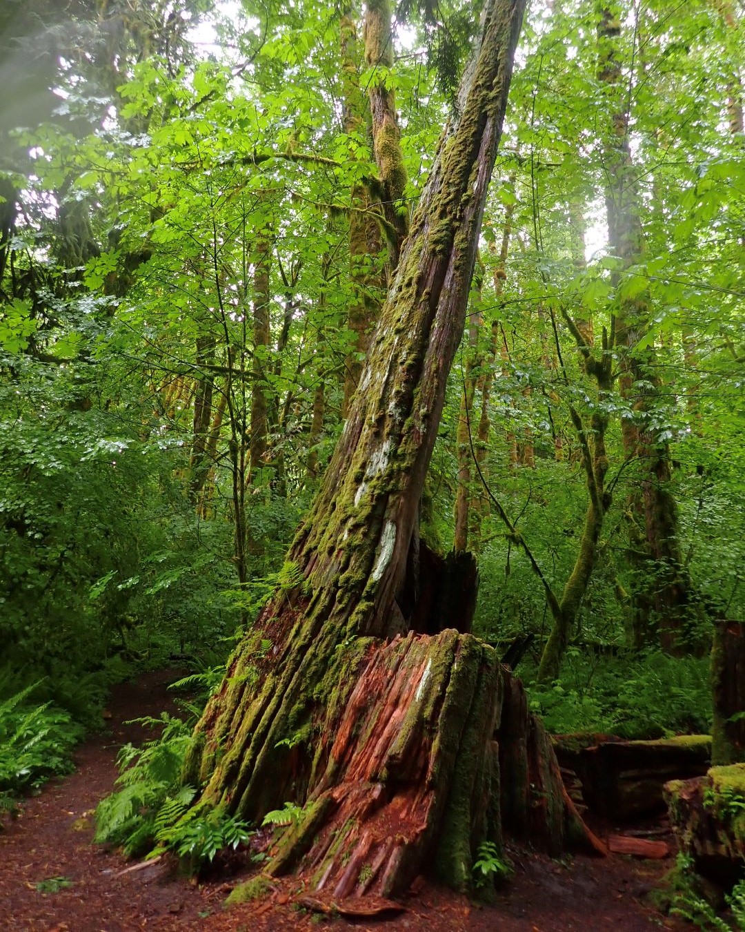 Checkamus moss 3 web.jpg