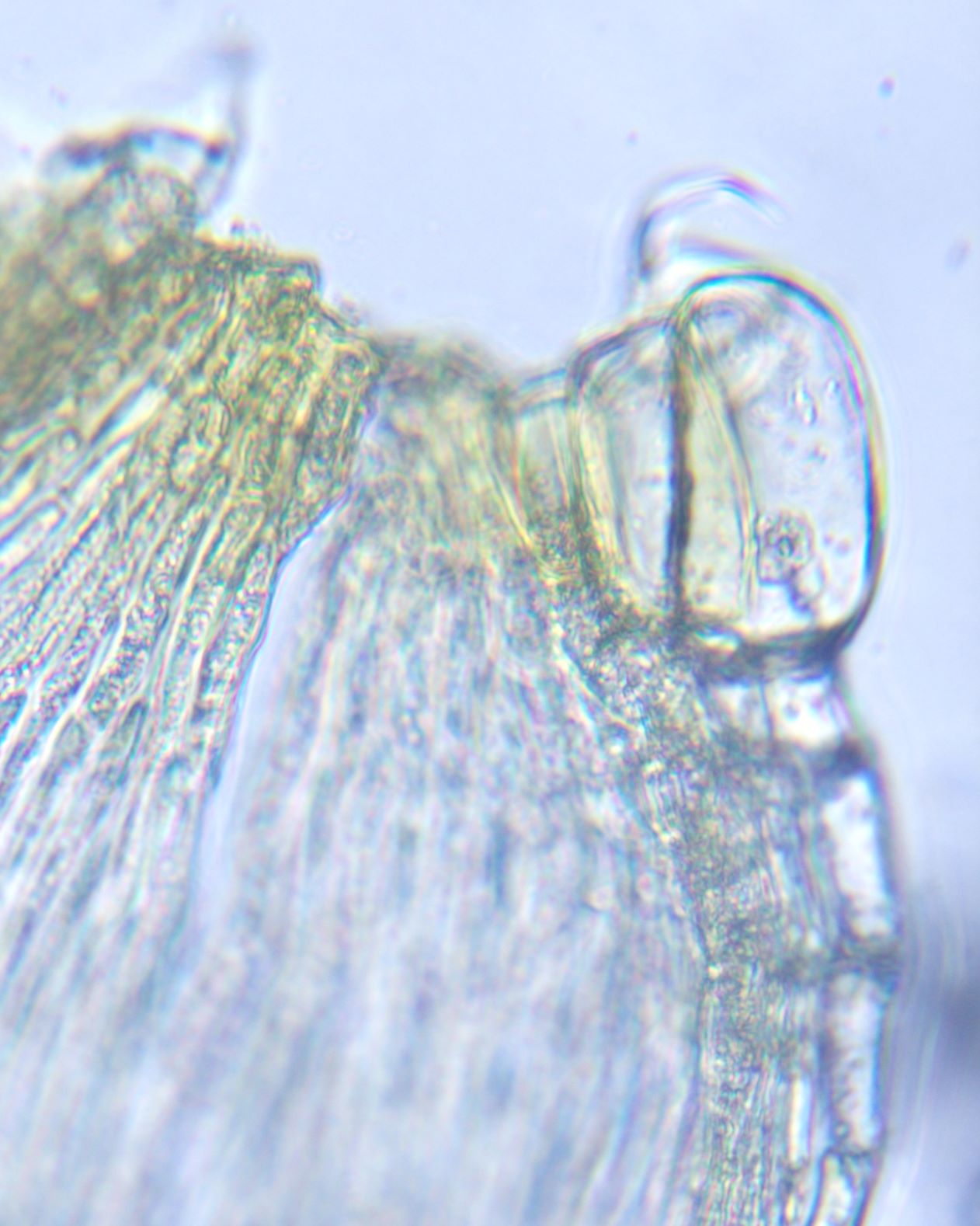 Checkamus moss web.jpg