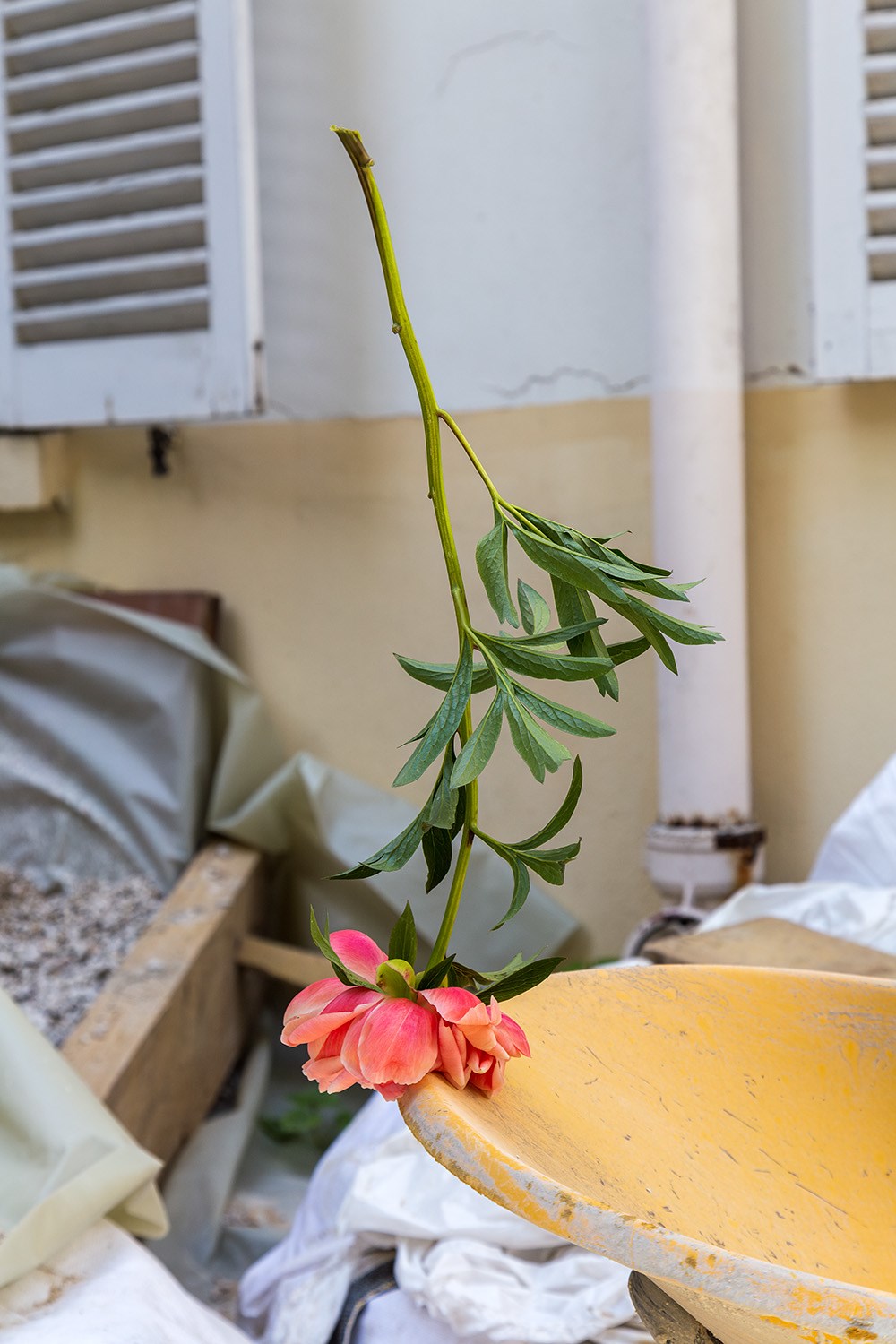 2023 Good Luck (wheelbarrow) Small.jpg