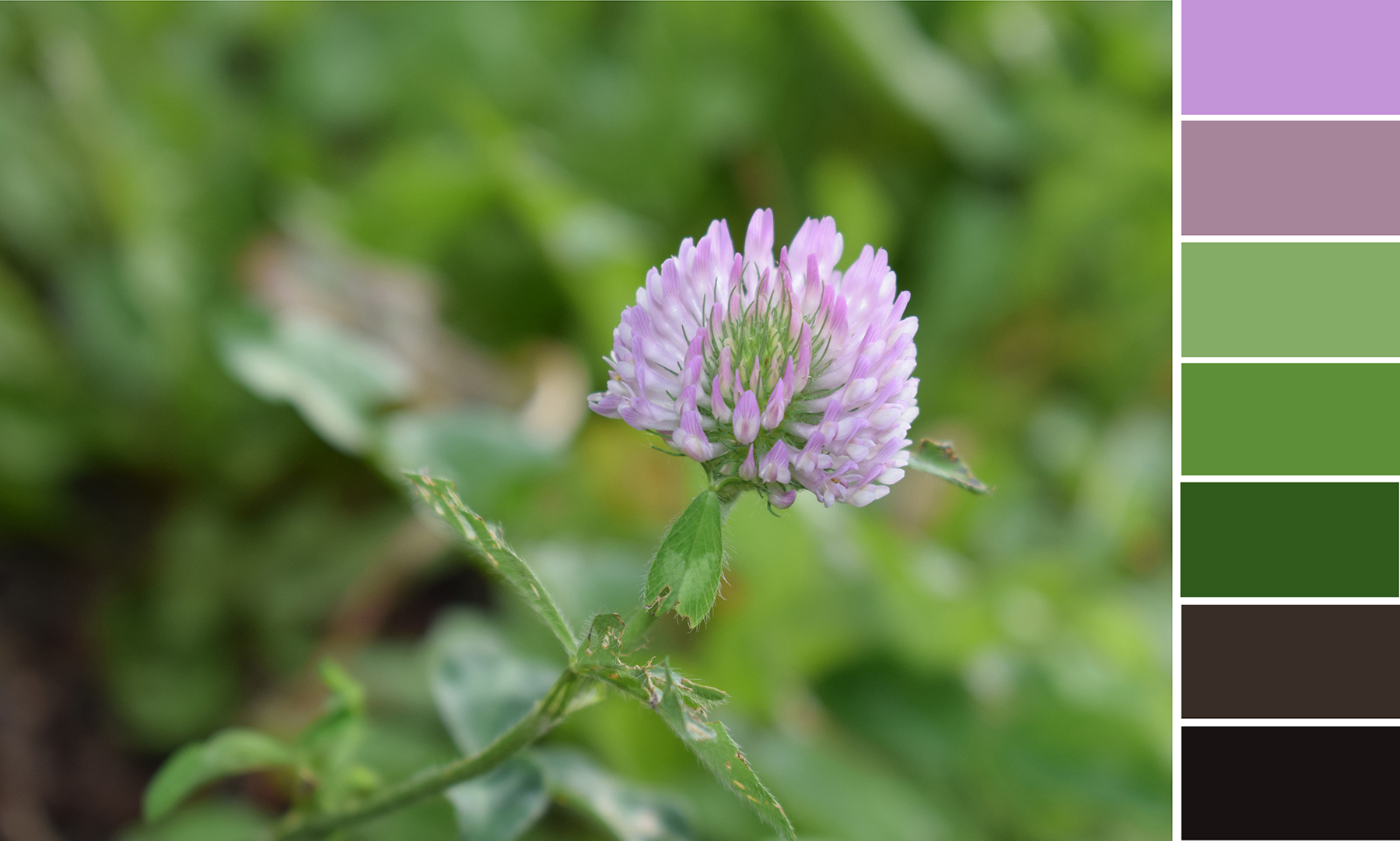 Cameron Pollreisz1.jpg