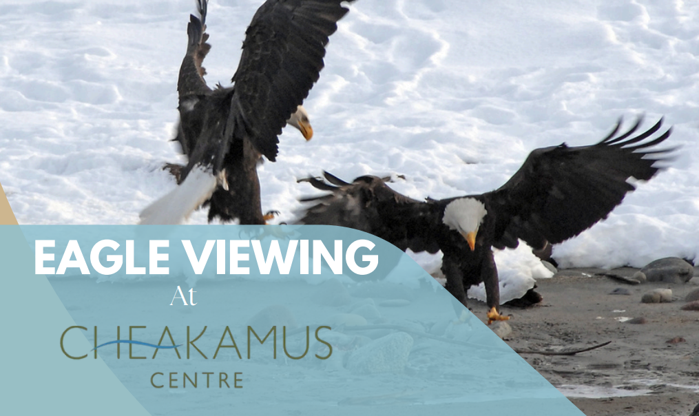 Eagle Viewing at Cheakamus