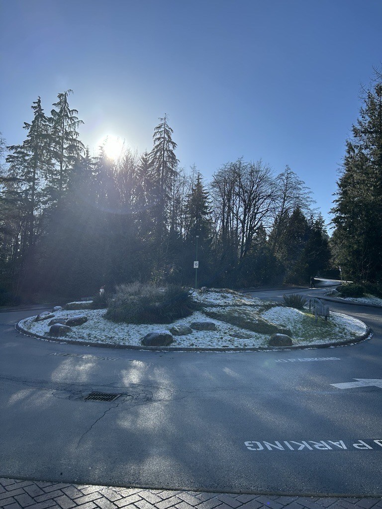 Seycove Turtle Island January 2025.jpg